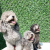 Silver Poodle'ların Özellikleri